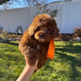 CoCoa - Red male Cavapoo puppy in Herriman, Utah from Gypsi Doodles & Poodles LLC.