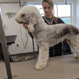 Reno - Bedlington Terrier