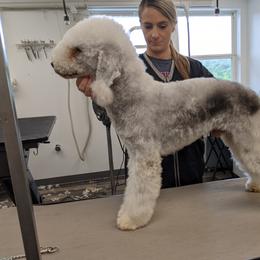Reno - Bedlington Terrier