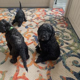 Goldendoodle Puppies from Crystal Coast Cuddles