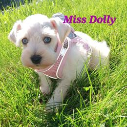 Miss Dolly - Wheaten female Miniature Schnauzer puppy in Shoshone, Idaho from Debra Kruse's Miniature Schnauzers