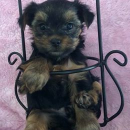 Great Danes and Yorkshire Terriers from Graham’s Danes