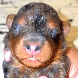 Boy 1 - Phantom male Goldendoodle puppy in Holly, Colorado from Vida’s Loving Doodles