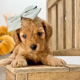 Patsy - Red  female Goldendoodle puppy in Queen Creek, Arizona from Goldendoodle AZ