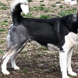 Siberian Huskies from Greens 5 Acres Huskies