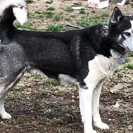 Siberian Huskies from Greens 5 Acres Huskies
