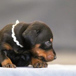 Shrykos - 5350 - Black and rust female Doberman Pinscher puppy in Rockwall, Texas from Elitehaus