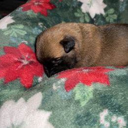 Blue Collar - Fawn male Belgian Malinois puppy in Trenton, Georgia from Laeknir K9