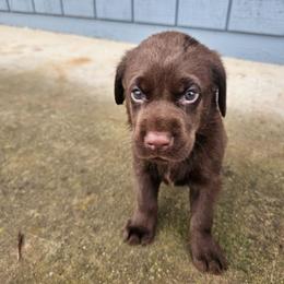 Red Boy - Chocolate male Labrador Retriever puppy in Elk Grove, California from Labrador Trails