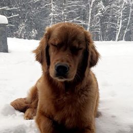 Jolene - Golden Retriever