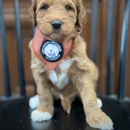 Miss Brown - Caramel female Australian Labradoodle puppy in Wake Forest, North Carolina from Lucky Country Labradoodles