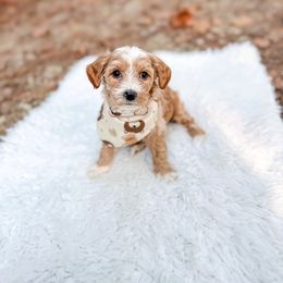 Honey Bear - Apricot female Goldendoodle puppy in Jamestown, Kentucky from Dreamy Goldendoodles