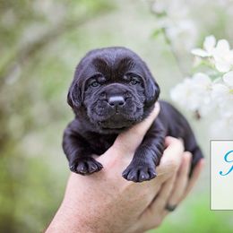 Labrador Retriever Puppies from Sagey Acres Farmette and Labs
