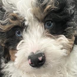 Bernedoodles, Cockapoos, and Goldendoodles from Tera Caldwell