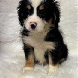 Girl 3-28 - Tri-color female Bernedoodle puppy in West Point, Iowa from Circle A Mini Goldendoodles and Mini Bernedoodles