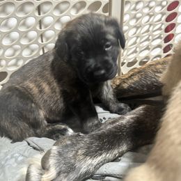 Penny - Yellow Collar - Brindle female Mastiff puppy in Layton, Utah from 2A Mastifs