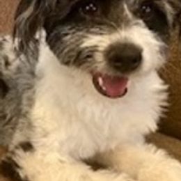 Aussiedoodles from Paradise Pooches