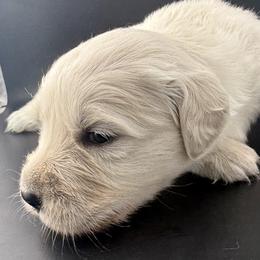 Winnie - Light golden female Golden Retriever puppy in Marshfield, Missouri from Charm Puppies