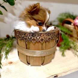Pomeranian Puppies from ThePomPack