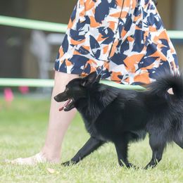 Schipperkes from Curtin Creek Schipperkes