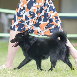 Schipperkes from Curtin Creek Schipperkes
