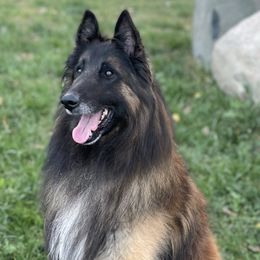 Belgian Sheepdogs, Belgian Tervuren, and Dutch Shepherds from Century Hills Farm