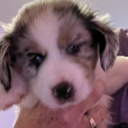 Boy 2 - Blue merle Miniature Australian Shepherd puppy in Corydon, Indiana from Arbuckle’s Lookin Good Aussies (LGA)