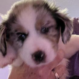 Boy 2 - Blue merle Miniature Australian Shepherd puppy in Corydon, Indiana from Arbuckle’s Lookin Good Aussies (LGA)