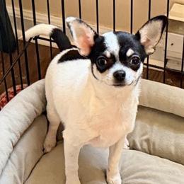 PRIMA - Black and white female Chihuahua puppy in Allentown, Pennsylvania from Tsunami Cockers & Chihuahuas