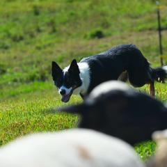 Australian Koolie puppies from Tenacious Koolies
