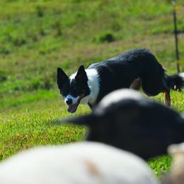 Australian Koolie puppies from Tenacious Koolies