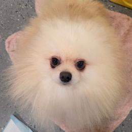 Grimace - Cream male Pomeranian puppy in Riverside, California from Marie's Sweetie Poms