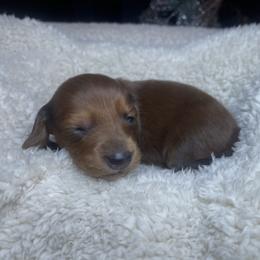 Elsa - Red female Dachshund puppy in Washburn, Tennessee from Broken Arrow Miniature Dachshunds