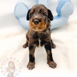Patriot - Merle male Goldendoodle puppy in California City, California from Summer Sun Doodles