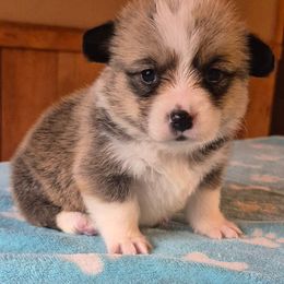 Miss Candy cane - Sable female Pembroke Welsh Corgi puppy in Checotah, Oklahoma from Skoal Creek Corgi's
