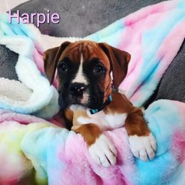 Boxer Puppies from Sara's Bouncing Boxers