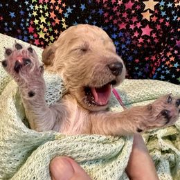 Candy Man - Goldendoodle puppy from Standard Goldendoodle and Doodles