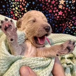 Candy Man - Goldendoodle puppy from Standard Goldendoodle and Doodles