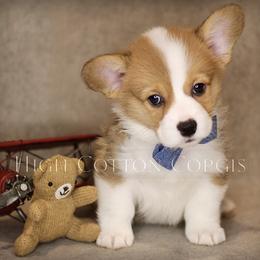 American Corgi and Pembroke Welsh Corgi Puppies from High Cotton Corgis