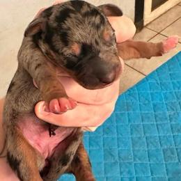 Female 1 - Blue merle female Catahoula Leopard Dog puppy in Crestview, Florida from C4 Kennels of FL & AL