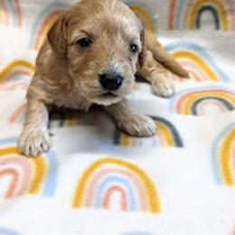 Aussiedoodle, Australian Shepherd, Bernedoodle, Cockapoo, and Poodle Puppies from Sis' Doodles & Poodles