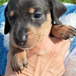 Yellow - Blue and tan female Dachshund puppy in Franklin, Georgia from Lakeside Kennels of Franklin
