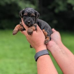 Wednesday - Black and tan male Yorkipoo puppy in Coshocton, Ohio from Forever Family Puppies