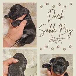 Dark Sable Abstract Boy - Sable male Cockapoo puppy in Stayton, Oregon from MoSa Ranch Cockapoos