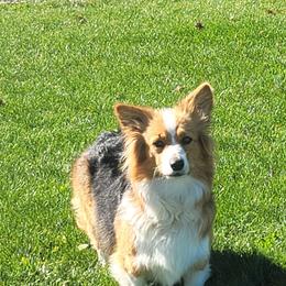Pembroke Welsh Corgi Puppies from Top-Notch Paws