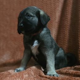 Lonna - Fawn female Anatolian Shepherd Dog puppy in Drop Off To You, Florida from Florida Anatolian Shepherds