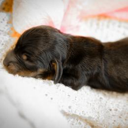 Dachshund Puppies from V.C. Weenies