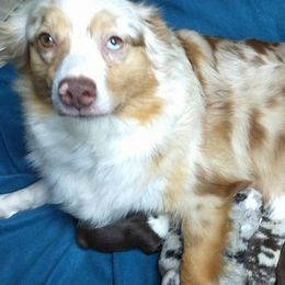 Bulldogs and Miniature Australian Shepherds from RKC English Bulldogs and Mini Aussies