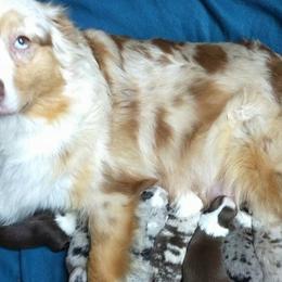 Bulldogs and Miniature Australian Shepherds from RKC English Bulldogs and Mini Aussies