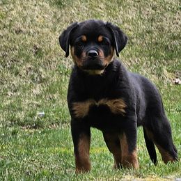 Rottweiler Puppies from Karol pragacz
